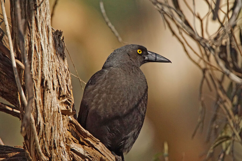 Black Currawong