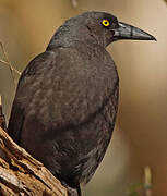 Black Currawong