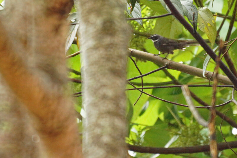 White-throated Fantail