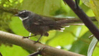 White-throated Fantail