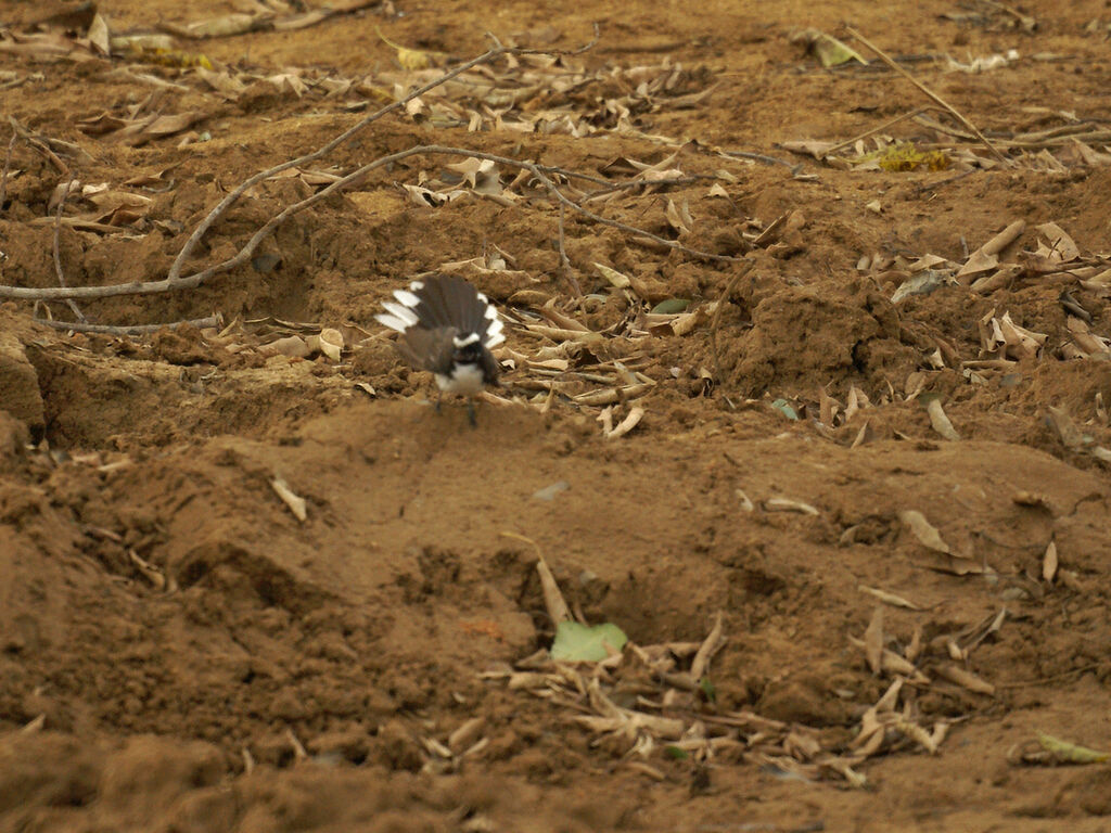 White-browed Fantail