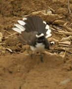 White-browed Fantail