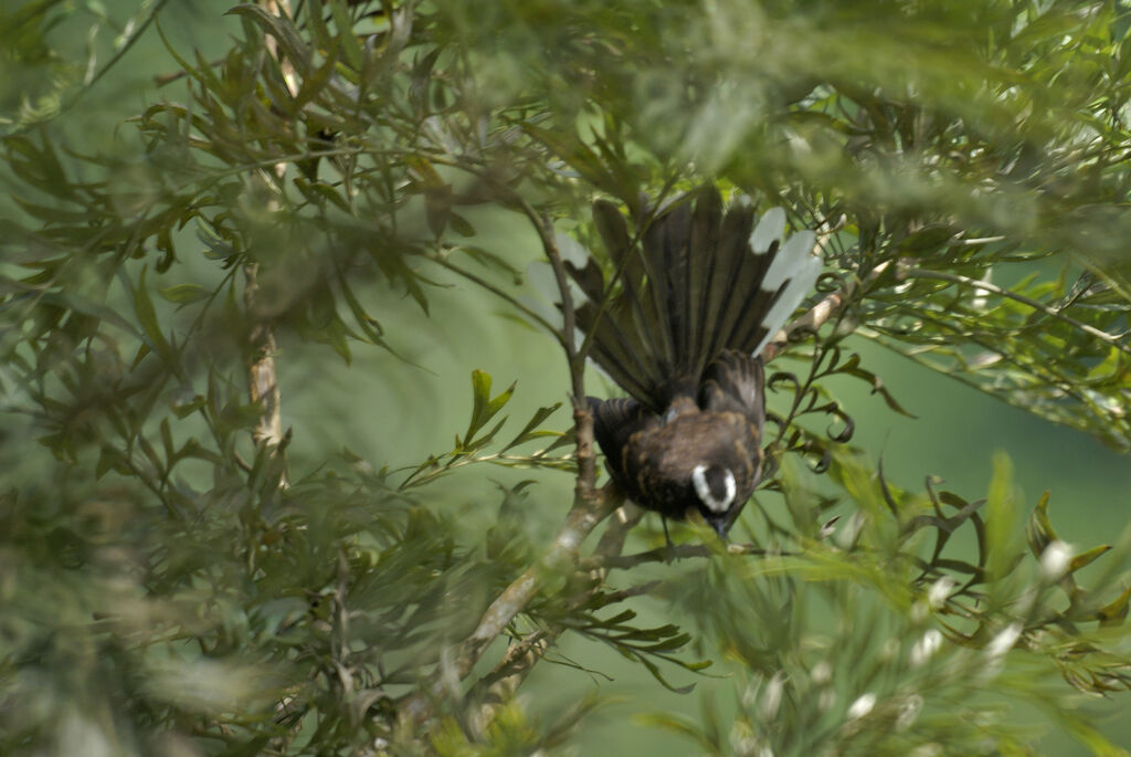 White-browed Fantail