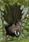 White-browed Fantail