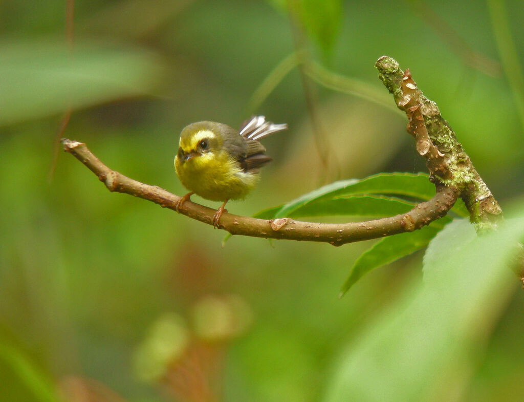 Rhipidure à ventre jaune