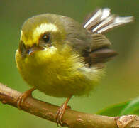 Yellow-bellied Fantail