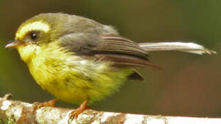 Yellow-bellied Fantail