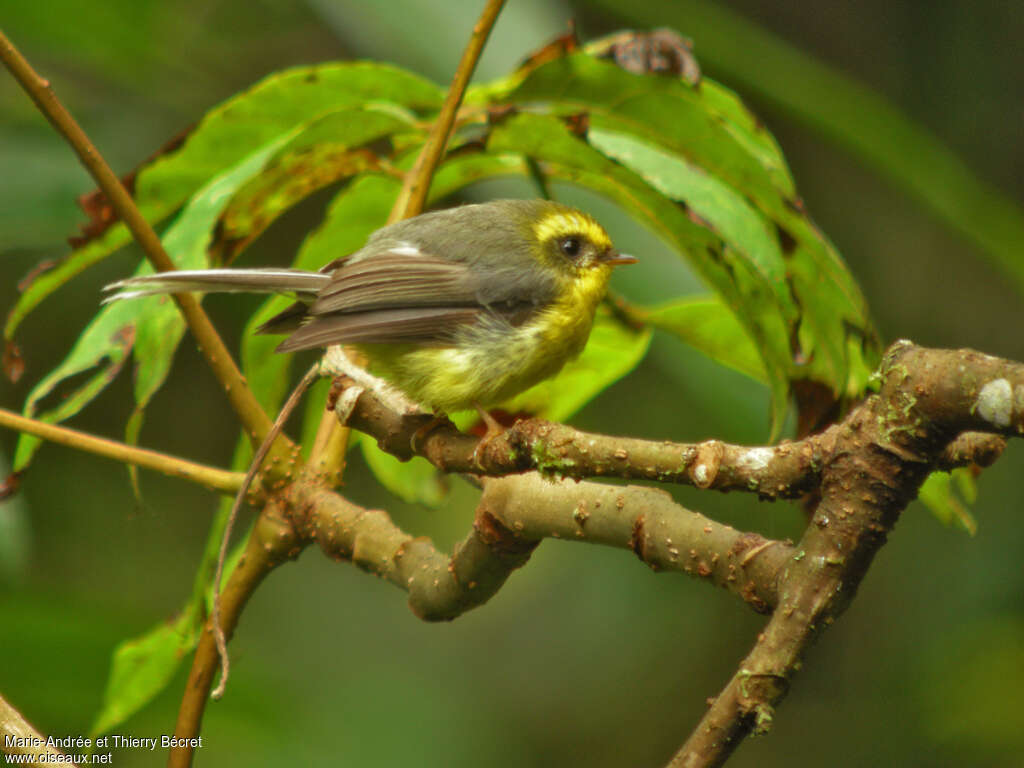 Rhipidure à ventre jaune femelle adulte, identification