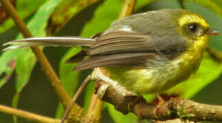 Yellow-bellied Fantail