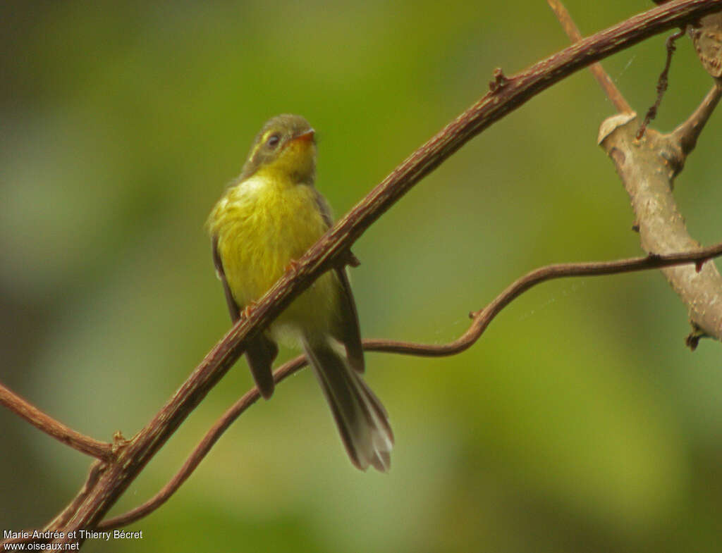 Yellow-bellied Fantailjuvenile, identification