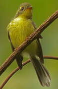 Rhipidure à ventre jaune