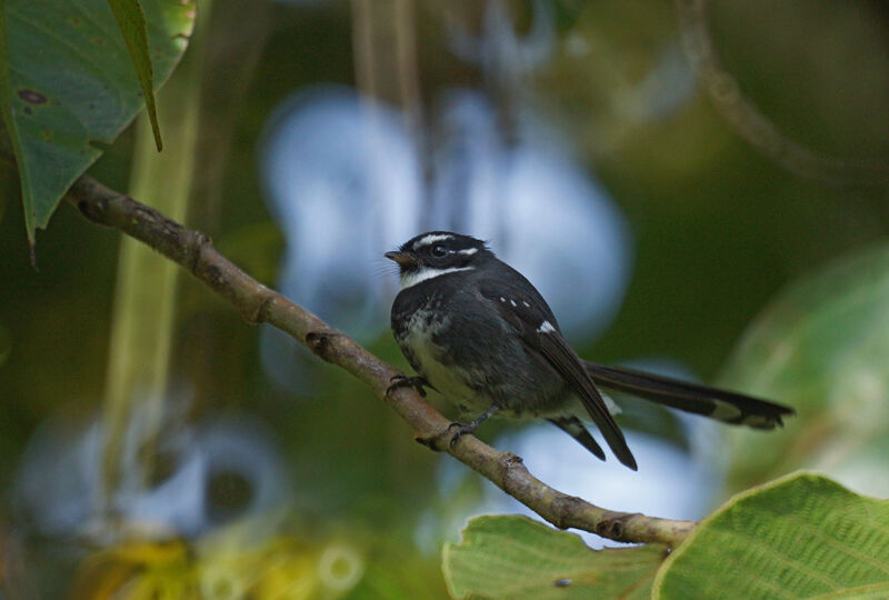 Friendly Fantail