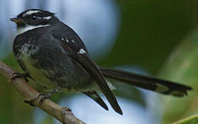 Friendly Fantail