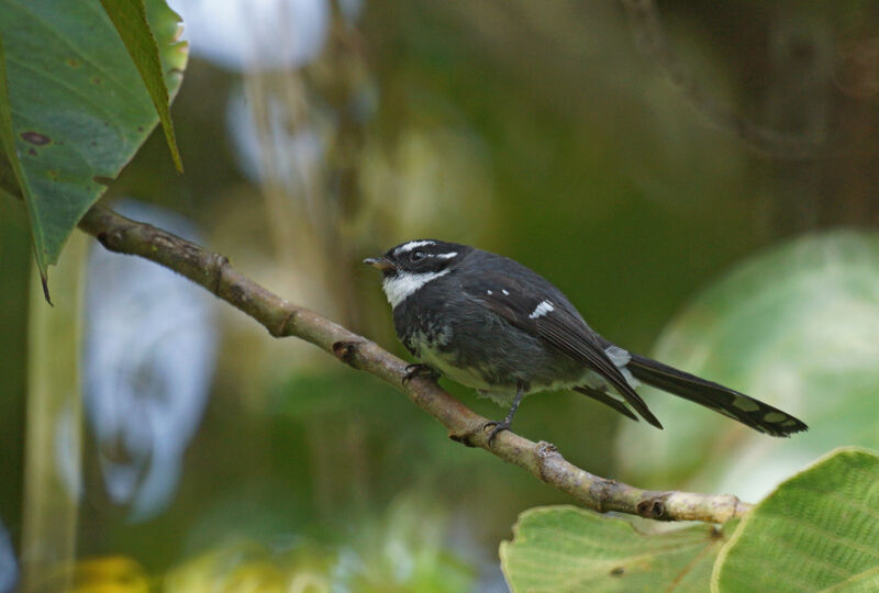 Friendly Fantail