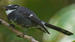 Friendly Fantail