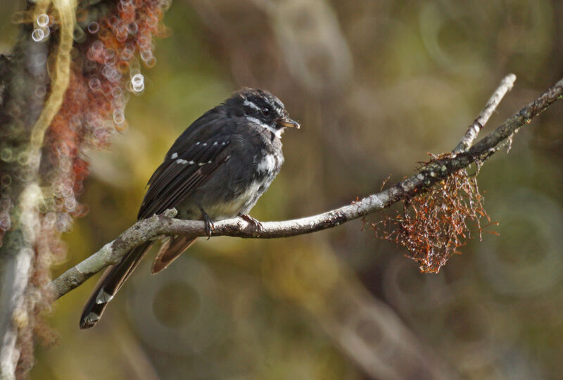 Friendly Fantail