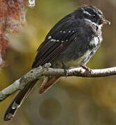 Friendly Fantail