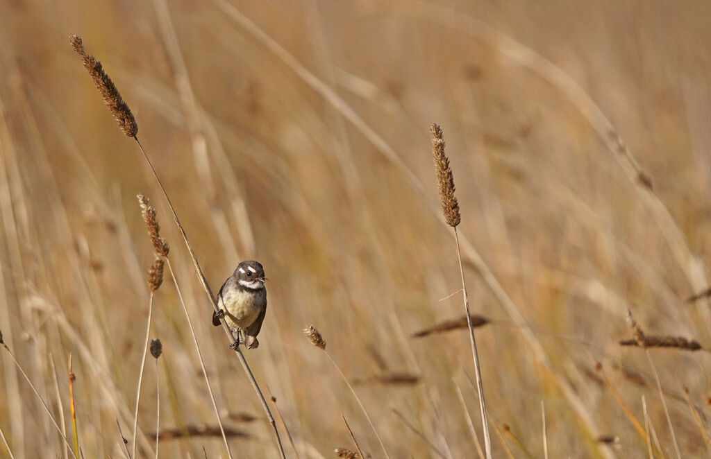 Grey Fantail