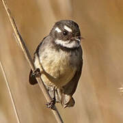 Grey Fantail