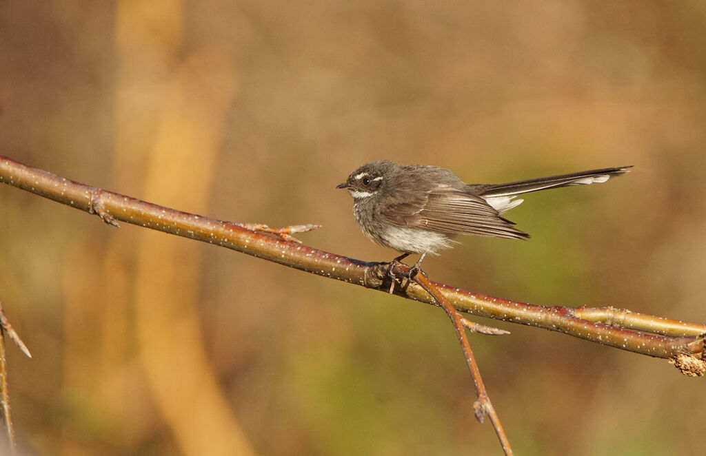 Grey Fantail