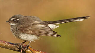 Grey Fantail