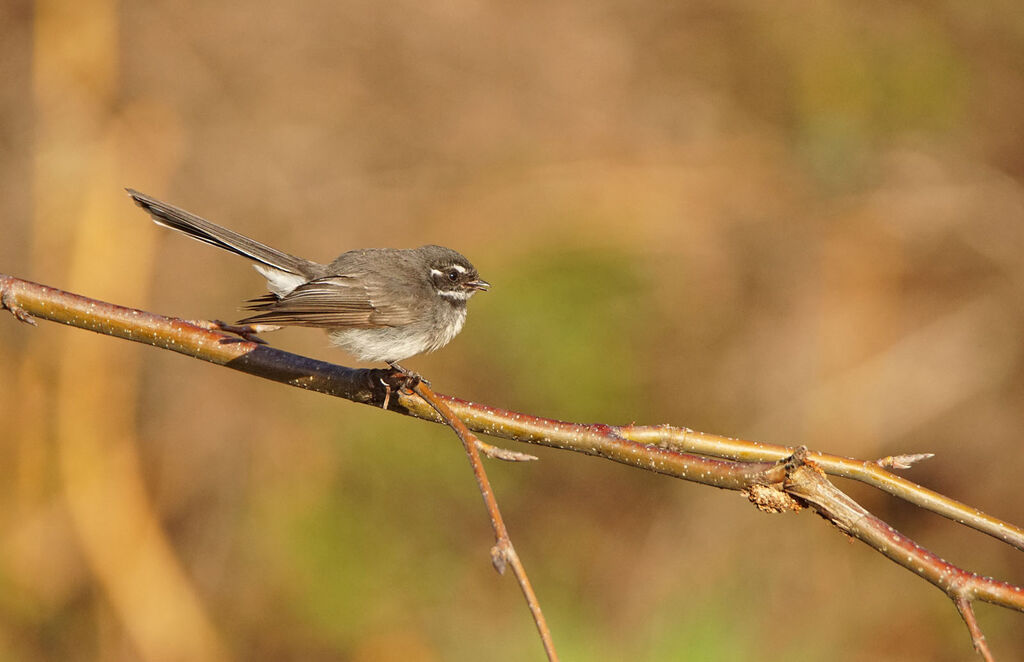 Grey Fantail