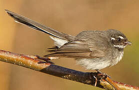 Grey Fantail