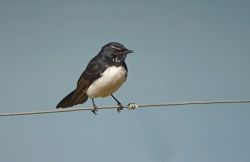 Willie Wagtail