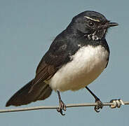Willie Wagtail