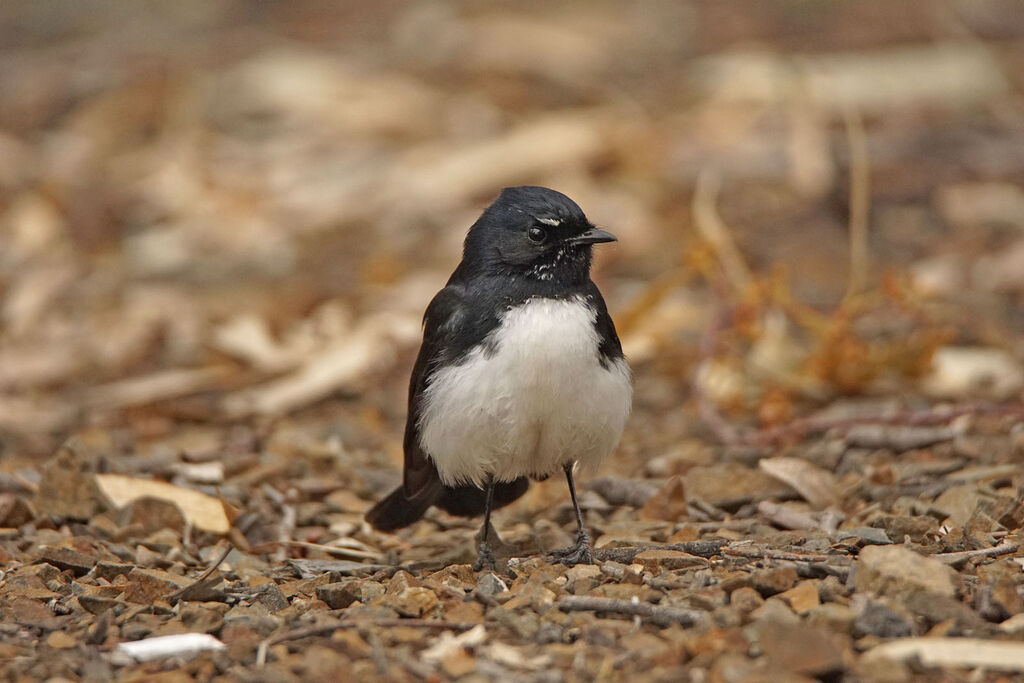 Willie Wagtail