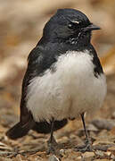 Willie Wagtail