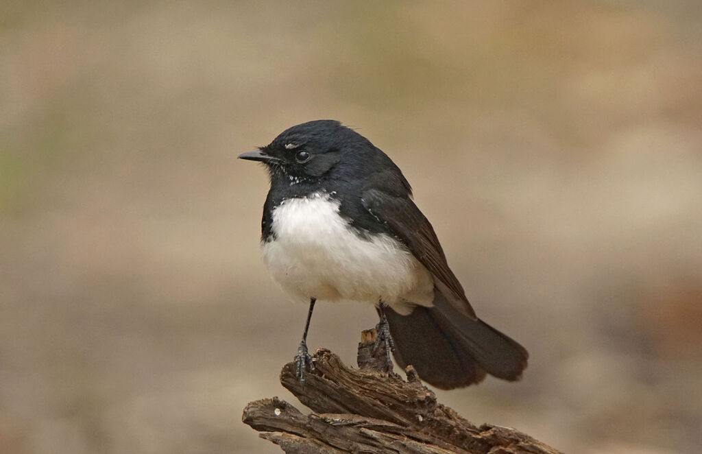 Willie Wagtail