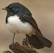 Willie Wagtail