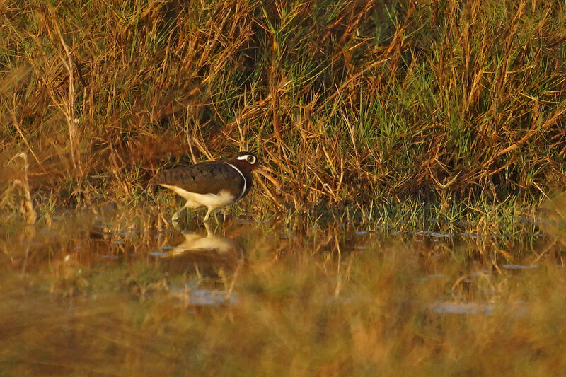 Greater Painted-snipe