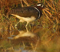 Greater Painted-snipe