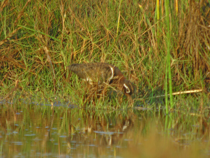 Greater Painted-snipe