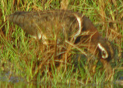 Greater Painted-snipe