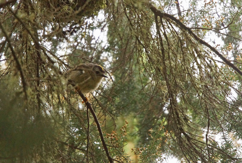 Goldcrest (teneriffae)