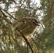 Goldcrest (teneriffae)