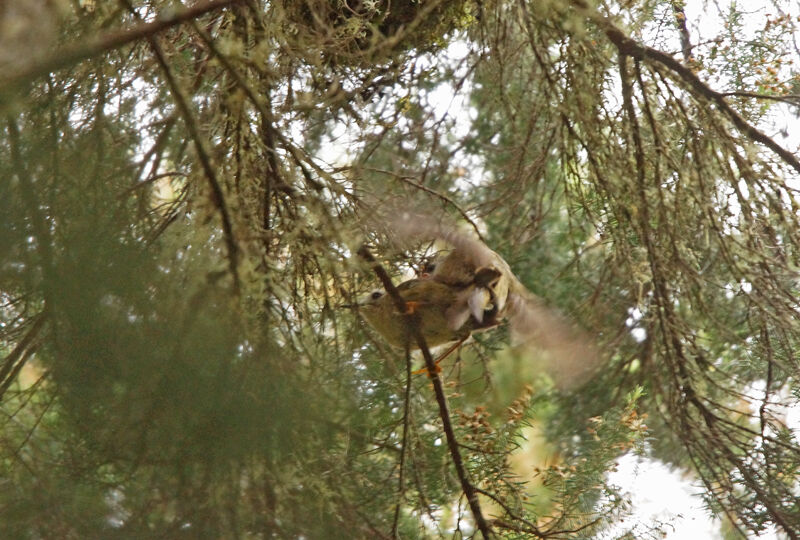 Goldcrest (teneriffae), mating.