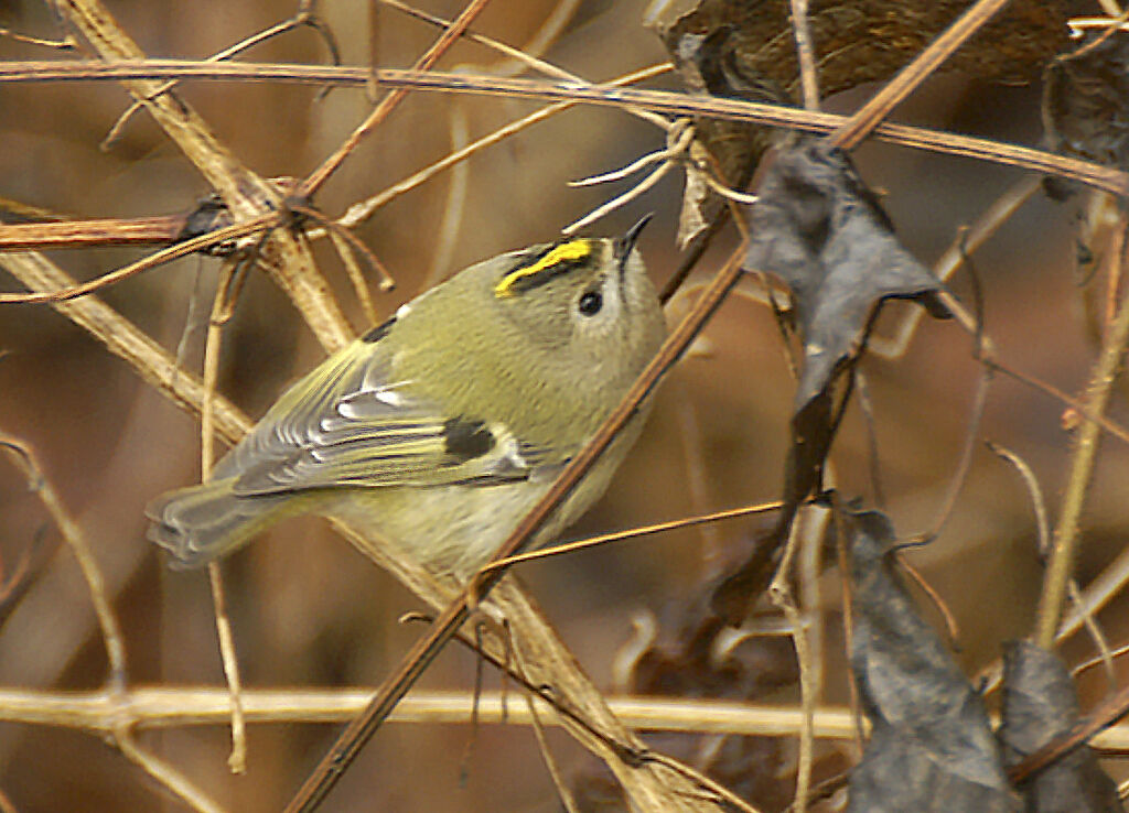 Goldcrest