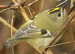 Goldcrest