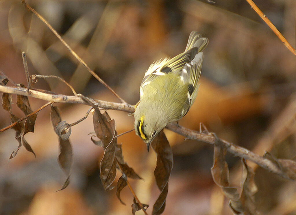 Goldcrest