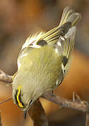 Goldcrest