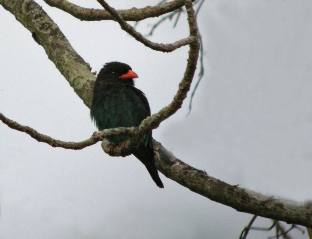 Oriental Dollarbird