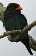 Oriental Dollarbird