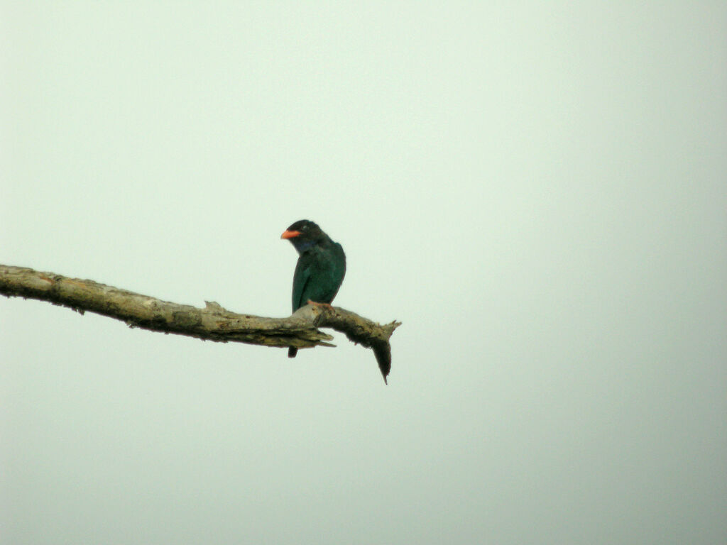 Oriental Dollarbird