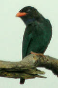 Oriental Dollarbird