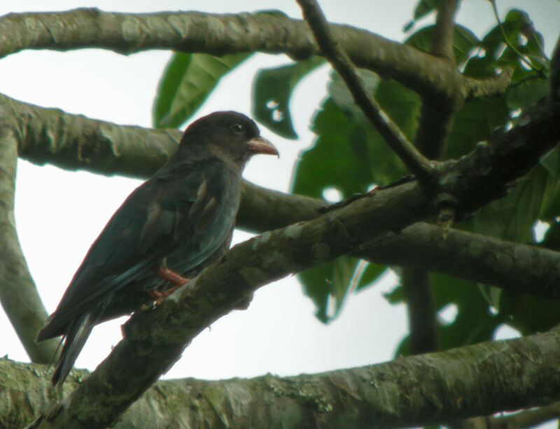 Oriental Dollarbird