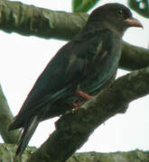 Oriental Dollarbird